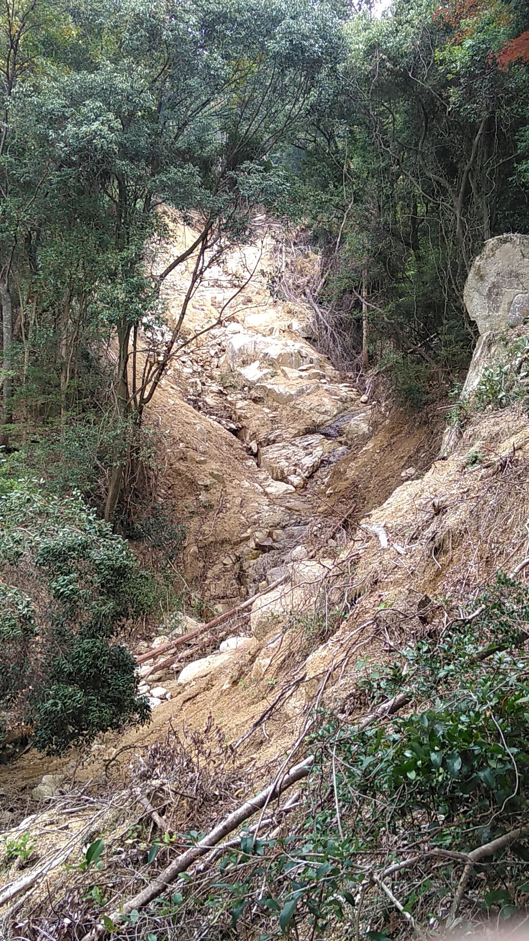 森が土砂崩れで寸断されている写真