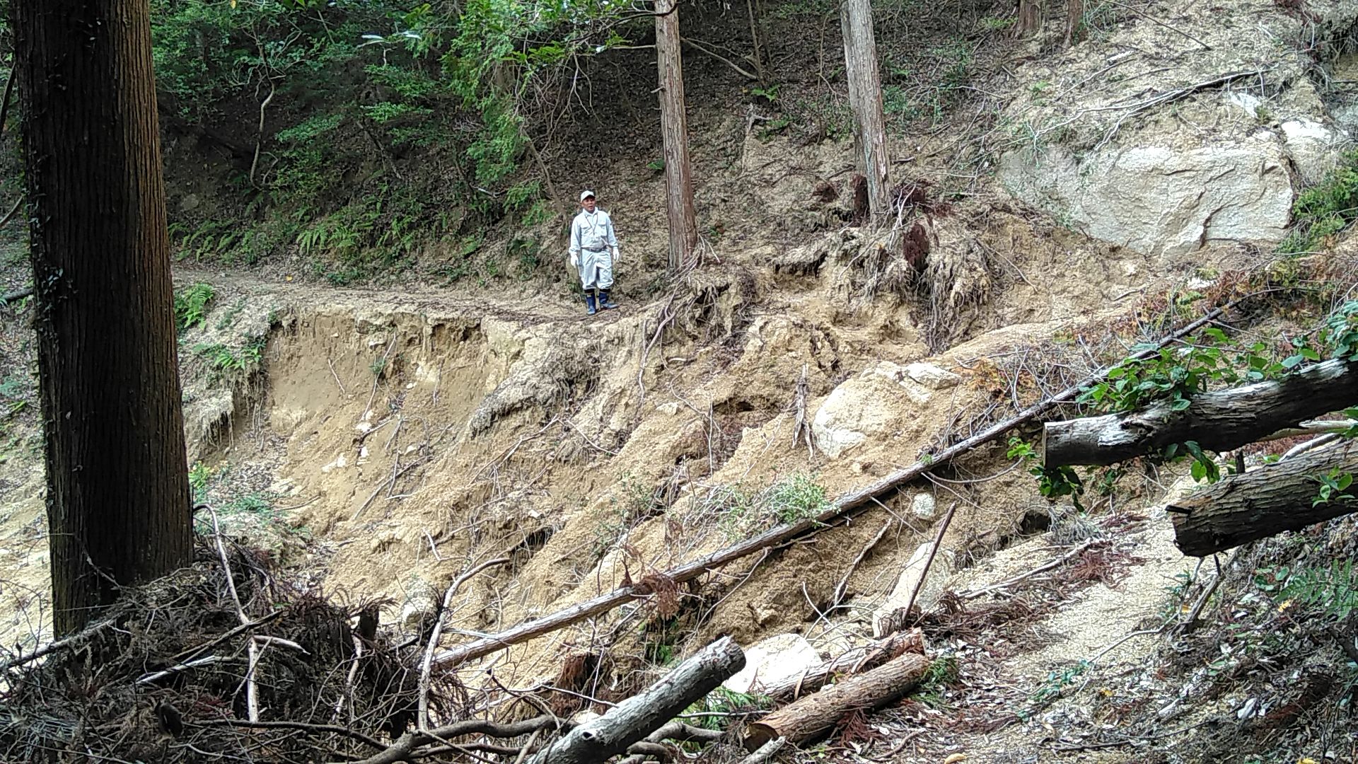 えぐられた地面の脇に伐採された木々や枝が置かれている写真