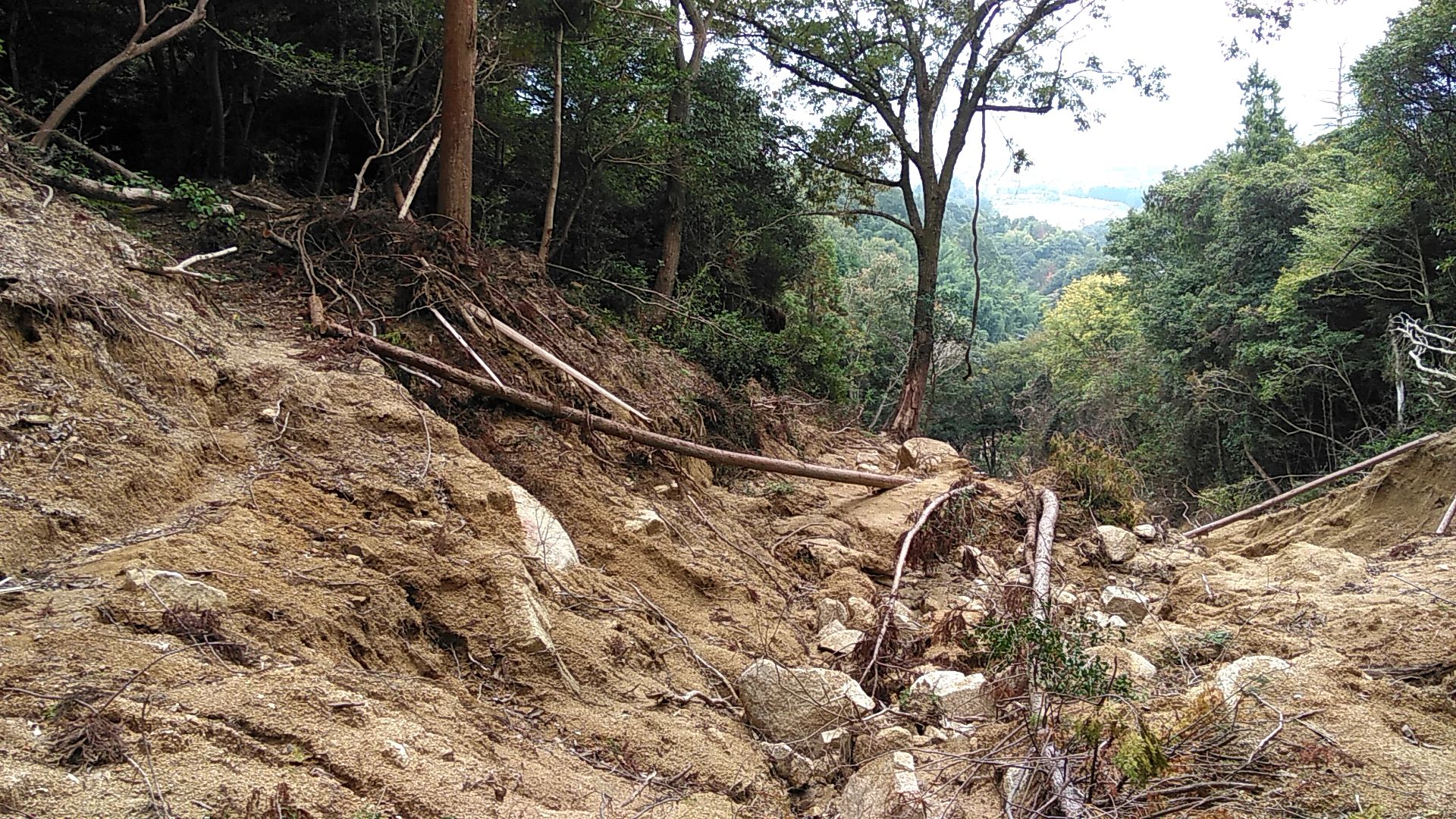 森の地面がえぐれて岩や木の根がむき出しになっている写真