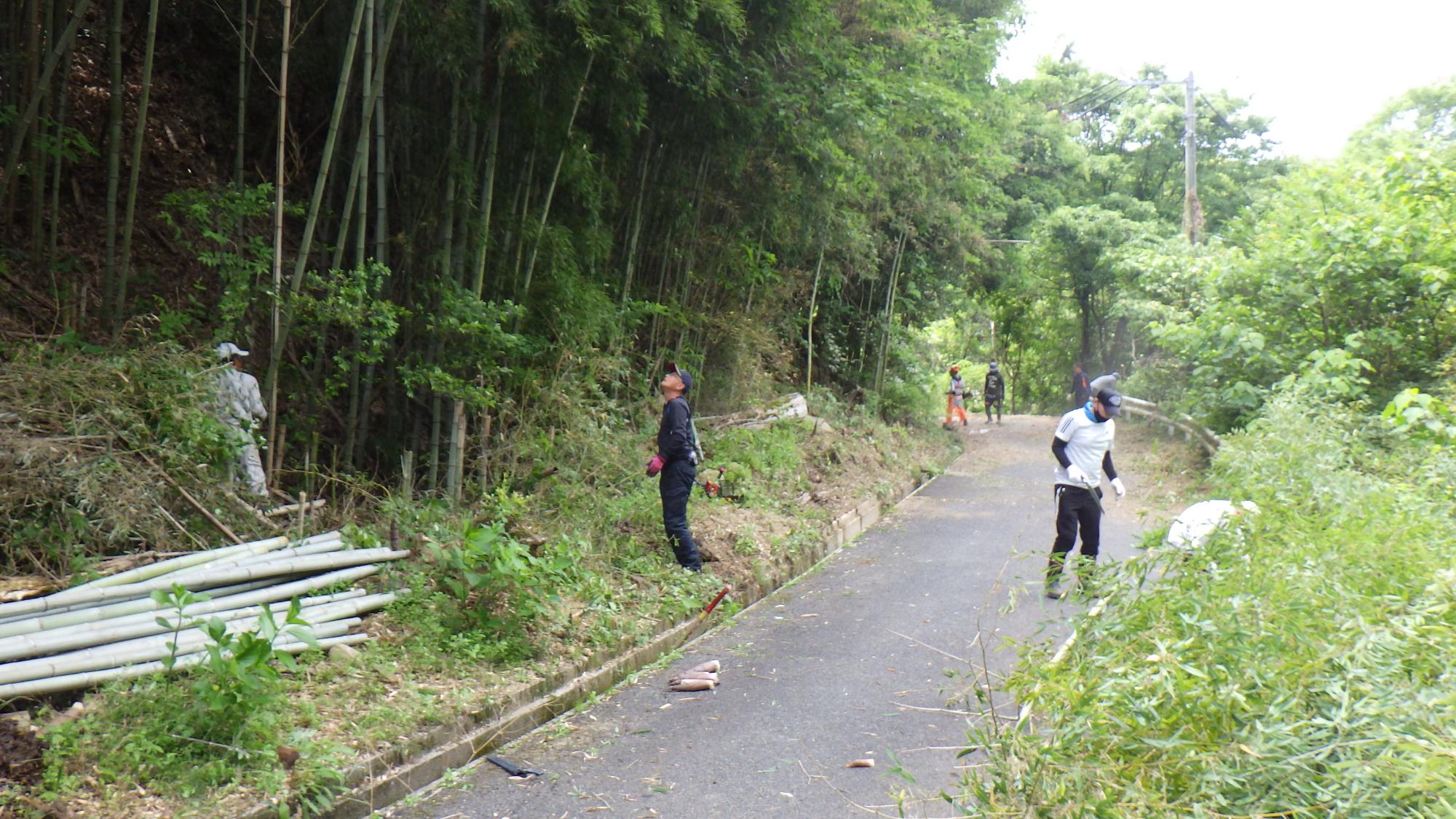左側の道路沿いの草木が刈られ、竹の束が置かれている写真