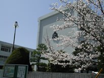 校舎の前で桜が咲いている学校の風景の写真