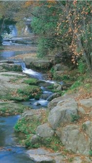 緑に囲まれたきれいな川の写真