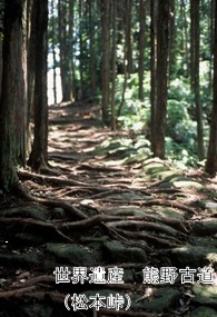 鬱蒼とした林のなかに石畳が敷き詰められている世界遺産「熊野古道（杉本峠）」の写真