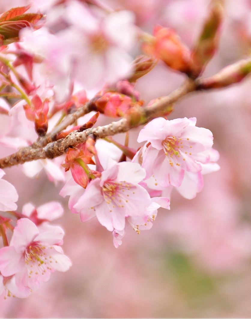 クマノザクラのきれいなピンク色の花と蕾をアップで撮影した写真