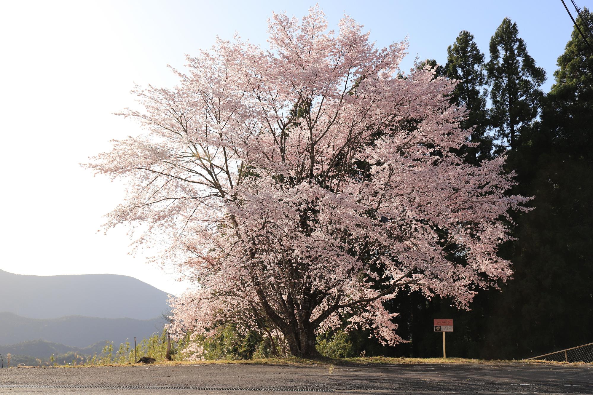 晴天の下、満開に咲き誇るクマノザクラの写真